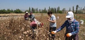 Afyonkarahisar'da haşhaş hasadı başladı