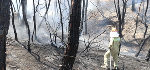 GÜNCELLEME - Adana'da çıkan orman yangını kontrol altına alındı