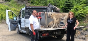 Kastamonu'da yaylada terk edilen sahipsiz köpekler korumaya alındı