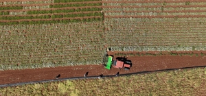 Konya'da kekik hasadına başlandı