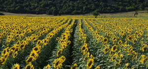 Bilecik'te ayçiçeği tarlaları sarının tonlarına büründü