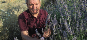 Kale'de oluşturulan lavanta bahçesi misafirlerini bekliyor