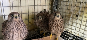 Erzurum'da bitkin halde bulunan kerkenez yavruları bakıma alındı