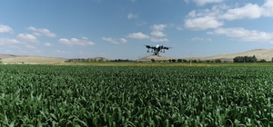 Ilgın'da tarlalar dronla ilaçlanıyor