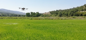 Hanönü'de İlçe Tarım ve Orman Müdürlüğünün ektiği çeltik tarlaları dronla ilaçlandı