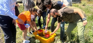 Ordu'da derelere 50 bin yavru alabalık bırakıldı