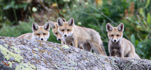 Ağrı'da doğada gezintiye çıkan tilki yavruları görüntülendi