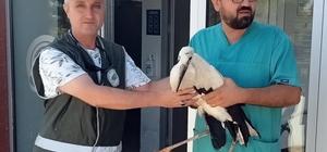 Denizli'de tedavisi tamamlanan leylek doğaya salındı