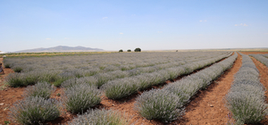 Güneysınır'da ekimi desteklenen lavantanın hasadı yapıldı