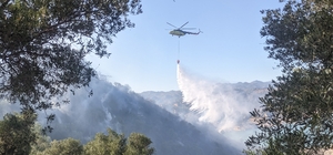 Aydın'da zeytinlikte çıkan yangına müdahale ediliyor