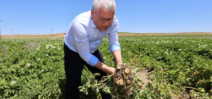 Sivas'ta patateste 445 bin ton rekolte bekleniyor