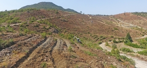 Dursunbey'de bozuk orman alanları yeniden ağaçlandırılıyor
