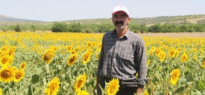 Isparta'da tohum desteği ile ayçiçeği ekim alanı 1830 dekara ulaştı