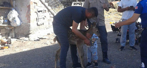 Ankara'da yerleşim birimine inen geyik yavrusu ekiplerce doğal yaşam alanın...