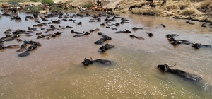 Diyarbakır'da besicilik ve tarımsal sulamada alt yapı güçlendiriliyor