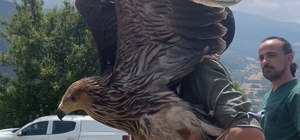 Bolu'da yaralı bulunan şah kartalı tedavi edilerek doğaya salındı