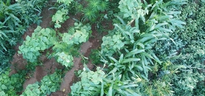 İzmir'de uyuşturucu operasyonlarında 24 şüpheli yakalandı