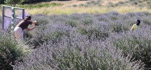 Isparta'da lavanta bahçelerinde hasat devam ediyor