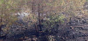 Feke'de çıkan orman yangını söndürüldü