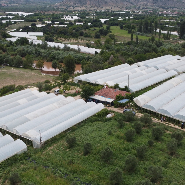 Bilecik'te seralarda çalışan tarım işçileri bunaltıcı sıcakla mücadele ediy...