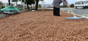 Trabzon'da üreticiler fındığı kurutmak için yol kenarlarını tercih ediyor
