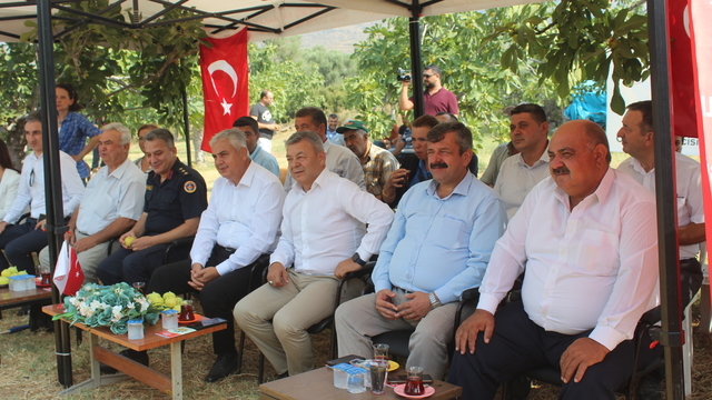 İzmir'de organik incirde hasat başladı