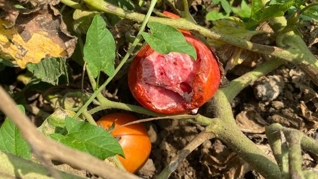 Bursa'da tarla fareleri tarım alanlarında zarara neden oldu