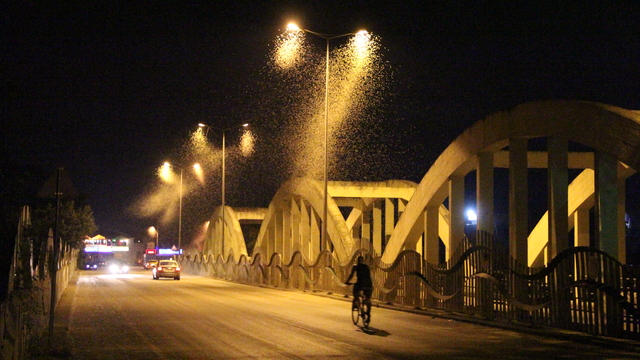 Sakarya'da birgün sineklerinin "ölüm uçuşu" başladı