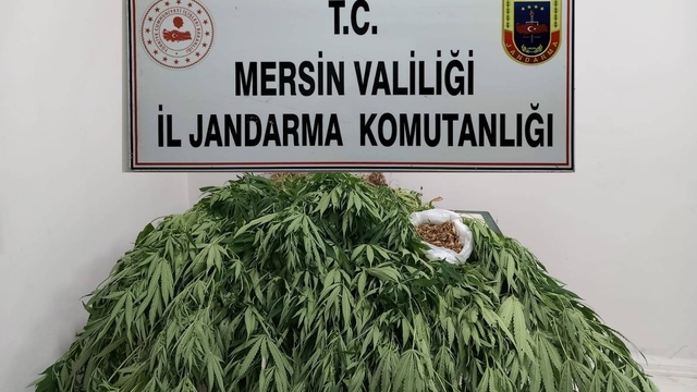 Mersin'de evinin bahçesinde uyuşturucu yetiştiren zanlı yakalandı