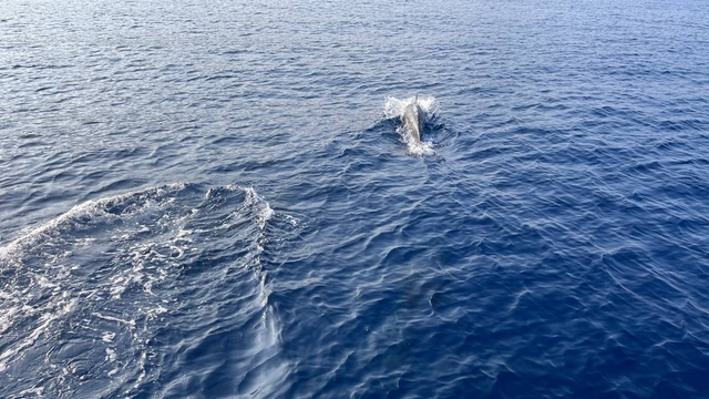 İzmir'de yunusların balıkçı teknesine eşlik ettiği anlar kamerada