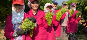 Manisa'da sofralık çekirdeksiz üzümde hasat başladı