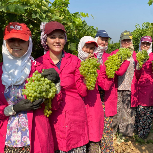 Manisa'da sofralık çekirdeksiz üzümde hasat başladı