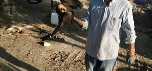 Kırşehir'de doğada bulunan yaralı saz delicesi kuşu tedaviye alındı