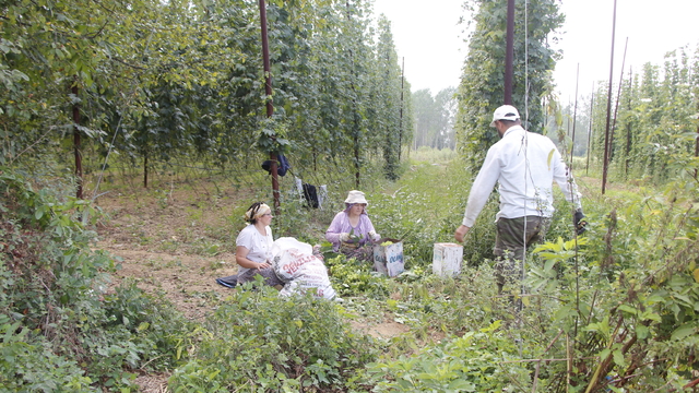 Bilecik'te şerbetçi otu üreticileri hasada başladı
