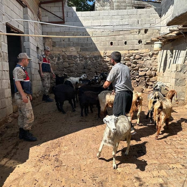 Kilis'te kaybolan 20 hayvan jandarma ekiplerince bulundu