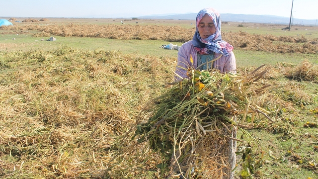 Manyas Kazak fasulyesi coğrafi işaret olarak tescil edildi