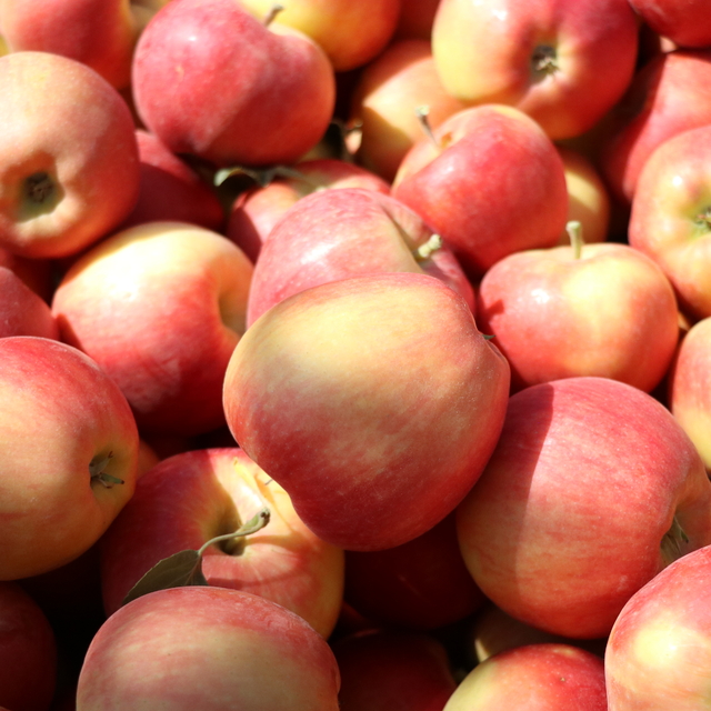 Niğde'de 650 bin ton elma rekoltesi bekleniyor