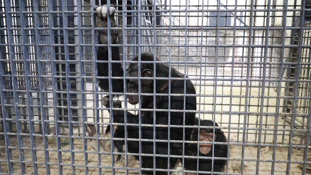 Şempanze "Can", 5 yıl sonra doğan kardeşi sayesinde annesiyle buluştu