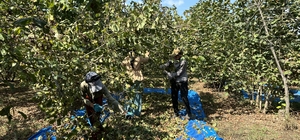 Sakarya'da fındık hasadı sürüyor