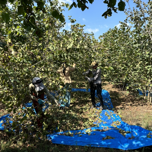 Sakarya'da fındık hasadı sürüyor