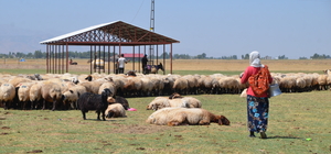 Muş'ta berivanların süt sağım mesaisi sürüyor