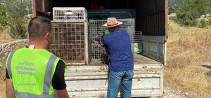 Antalya'da meralardaki çekirgelere karşı "hindili" mücadele