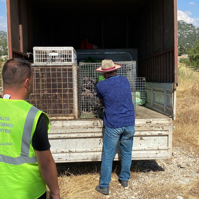 Antalya'da meralardaki çekirgelere karşı "hindili" mücadele