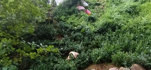 Artvin'de kamyonetin şarampole yuvarlandığı kazada 3 kişi yaralandı