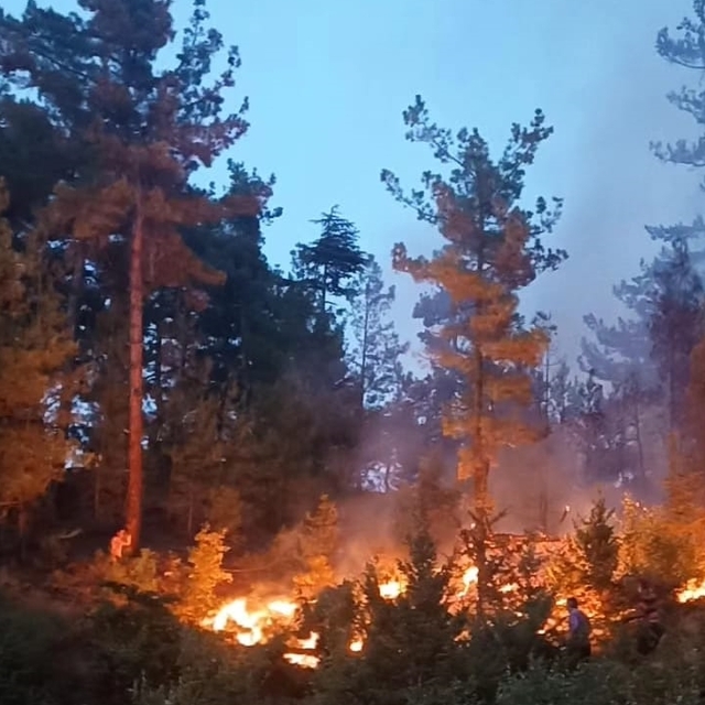 Adana'da çıkan orman yangını kontrol altına alındı