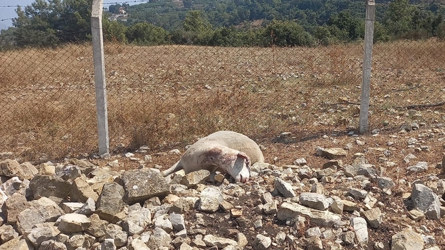 Antalya'da ahıra giren kurtlar 16 kuzuyu telef etti