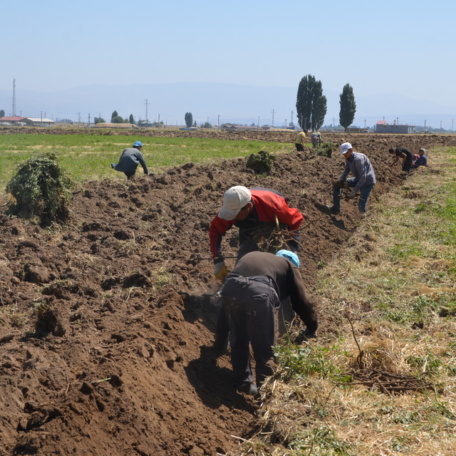 Muş'ta yetişen meyan kökü, il dışındaki fabrikalara satılıyor