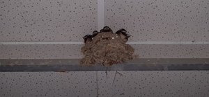 Çorum'da cami tuvaletinin girişine yuva yapan kuşlar için önlem