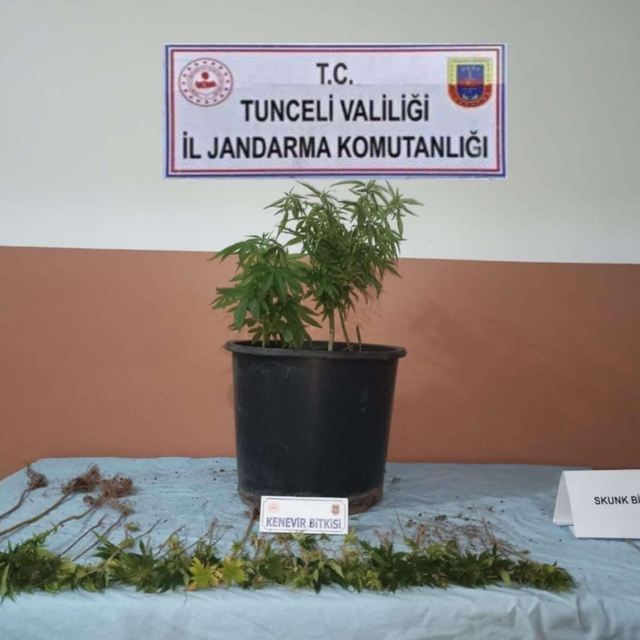 Tunceli'de bahçesinde ve saksılarda uyuşturucu yetiştiren şüpheli yakalandı