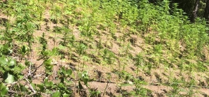 Aydın’da Hint keneviri yetiştiren şüpheli tutuklandı